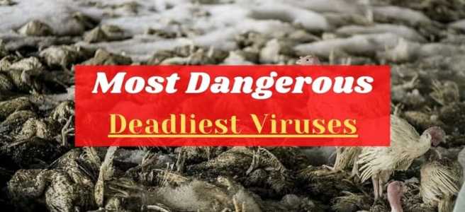 Most-Danges-Deadlit-Viruses